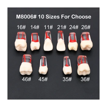 5Pcs Dentare obturația Endodontică Practică Dinți Model M8006 11# 14# 16# 21# 24# 26# 35# 36# 45# 46# Standard Typodont 1:1 Preda