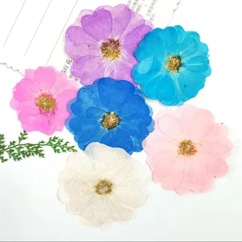 6pcs Presate Uscat Vopsit Rosa Chinensis Plante cu Flori Ierbar Pentru Bijuterii Marcaj carte Poștală Telefon Caz Carte de Invitație DIY